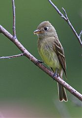 Cordilleran Flycatcher